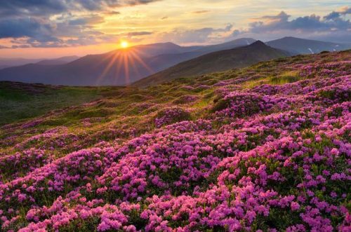 中国鲜花产地排名前十(中国三大鲜花产地)插图21