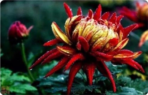 菊花图片大全(菊花图片怀念故人)插图23