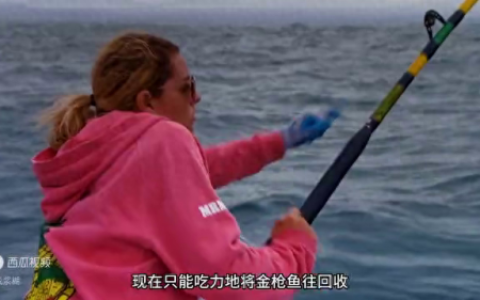 蓝鳍金枪鱼价格(2000万蓝鳍金枪鱼切割全过程)