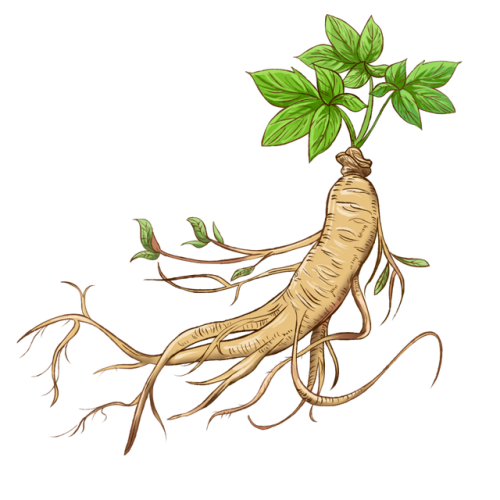 名贵中药材有哪些(十大顶级名贵草药)插图2