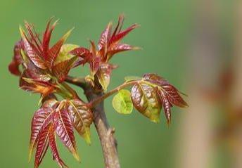 豆芽菜系列(豆芽图片高清)插图7