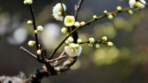 鲜花专用牌子排名前十(有没有比较好的鲜花品牌)插图4