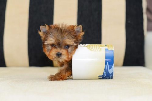 茶杯贵宾犬(最小的小型犬)插图6