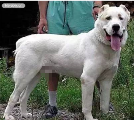 顶级巨型猛犬排名前十(十大巨型犬品种)插图11
