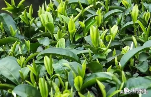 常用茶道排名前十(十大茶叶)插图27