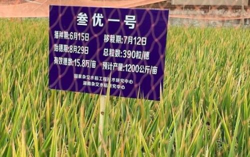 袁隆平成就(袁隆平的伟大事迹50字)插图2