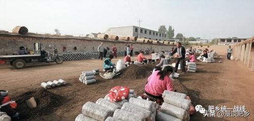 邯郸菌类公司排名前十(中国最好吃的菌类排名)插图