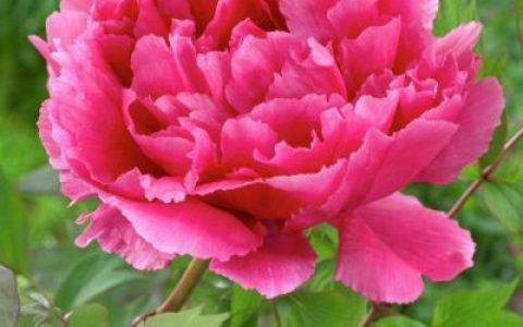 牡丹花的资料(牡丹花简介50字左右)