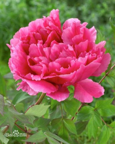 牡丹花的资料(牡丹花简介50字左右)插图