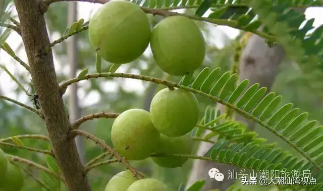 潮阳老牌小吃排名前十(潮阳棉城美食地点)插图18