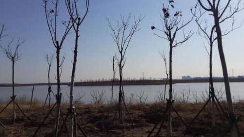 东丽湖度假村(东丽湖度假村值得买吗)插图39