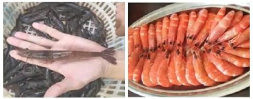 虾干销量排名前十(虾干哪个品牌的好)插图7