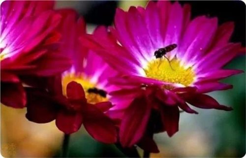 菊花图片大全(菊花图片怀念故人)插图29