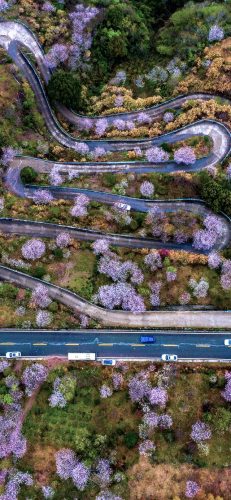 樱花图片(樱花树图片)插图9