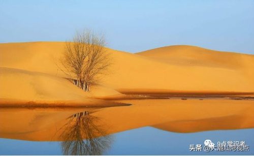 国内沙漠植物排名前十(沙漠植物纪录片)插图10