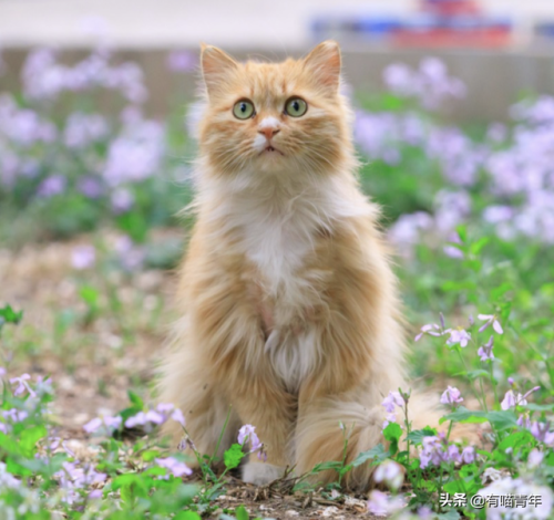 北大虐猫(北京大学学生流浪猫关爱协会)插图19