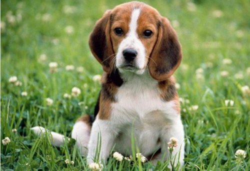 好看名犬品种排名前十(大型犬品种大全排行榜)插图3