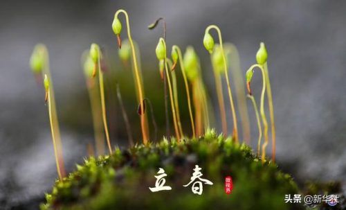 立春图片(2023立春图片)插图3