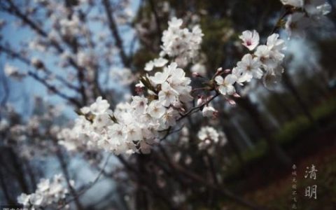 艾草图片(艾草和艾蒿怎么分辨)