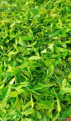绿茶品牌大师排名前十(世界顶级茶叶品牌)插图5