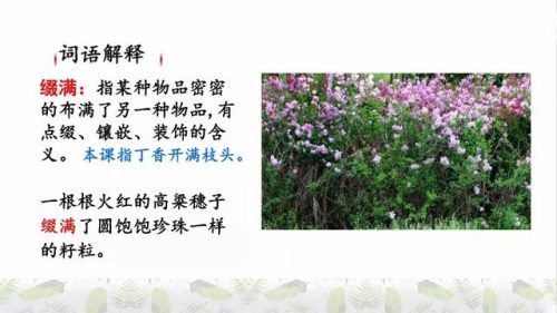 霜树尽空枝肠断丁香结(芭蕉不展丁香结同向春风各自愁)插图14