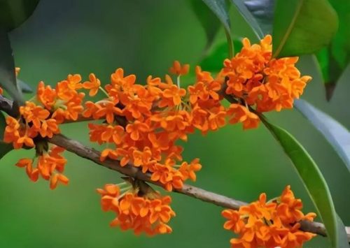 鲜花专用牌子排名前十(有没有比较好的鲜花品牌)插图72