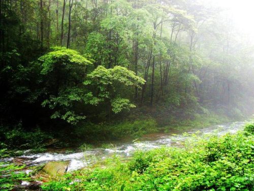 张家界著名旅游景点(张家界的旅游景点大全)插图22