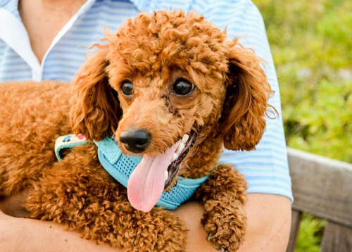 宠物狗贵宾(贵宾犬介绍)插图1