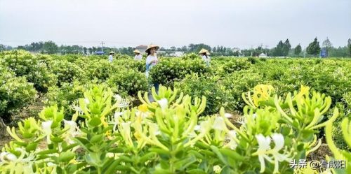 兴平旅游景区排名前十(兴平周边自驾一日游 免费)插图20