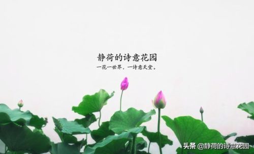 描写兔子的古诗100首(形容兔子的好词好句)插图9