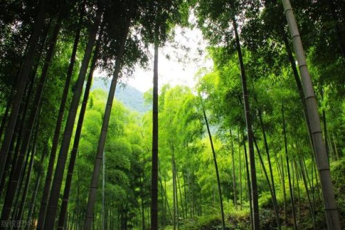 湖州旅游(湖州旅游一日游)插图24