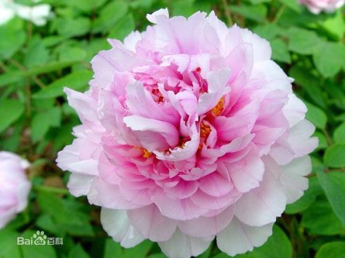 牡丹花的资料(牡丹花简介50字左右)插图2