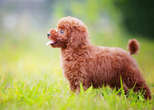 宠物狗贵宾(贵宾犬介绍)插图5