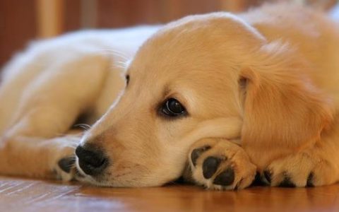 冷门小型犬排名前十(小型犬有哪些排行榜)