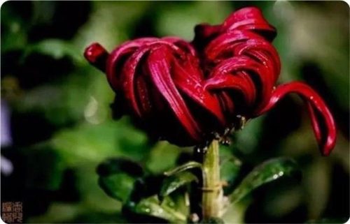 菊花图片大全(菊花图片怀念故人)插图16