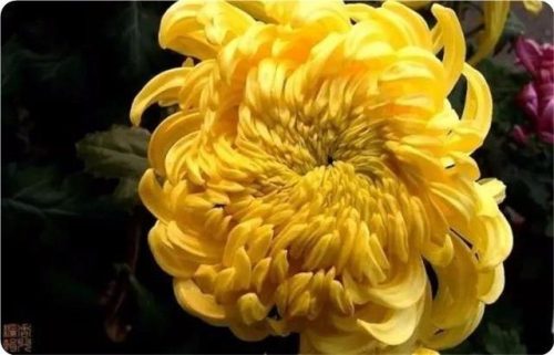 菊花图片大全(菊花图片怀念故人)插图24