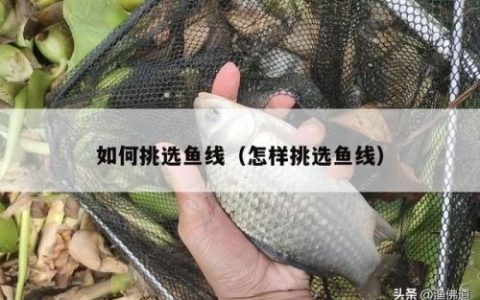 鱼线型号(鱼线线号标准对照表)