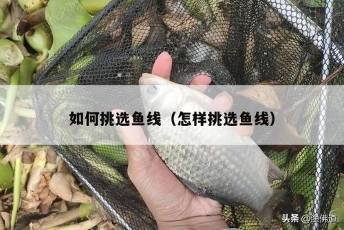 鱼线型号(鱼线线号标准对照表)插图