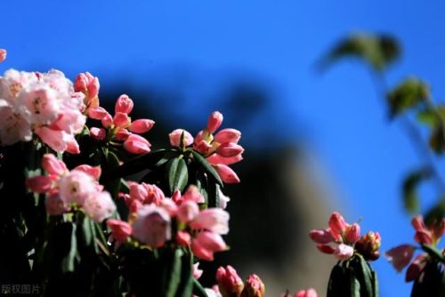 中国鲜花产地排名前十(中国三大鲜花产地)插图22