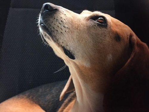 冷门小型犬排名前十(小型犬有哪些排行榜)插图6
