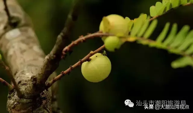 潮阳老牌小吃排名前十(潮阳棉城美食地点)插图20