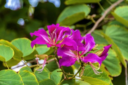 中国鲜花产地排名前十(中国三大鲜花产地)插图37