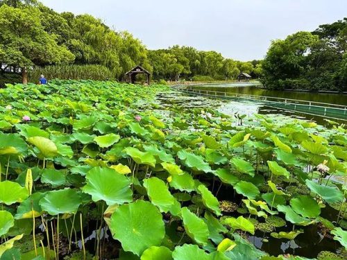 闵行体育公园好玩吗(闵行十大必去景点)插图2