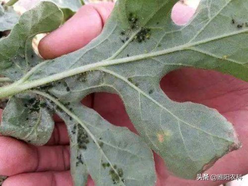 一种消灭蚜虫的好方法(小黑虫咬人特别痒像跳蚤)插图