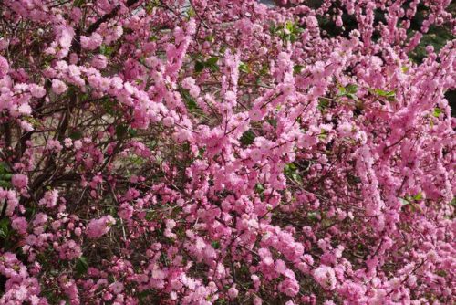 中国鲜花产地排名前十(中国三大鲜花产地)插图10