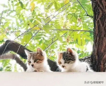 北大虐猫(北京大学学生流浪猫关爱协会)插图24