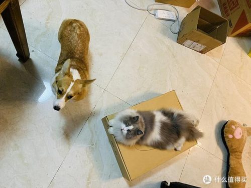 宠物用具(宠物智能用品)插图8