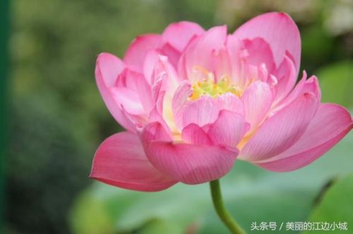 各个城市的市花(全国城市市花一览表)插图5
