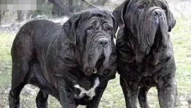 顶级巨型猛犬排名前十(十大巨型犬品种)插图6