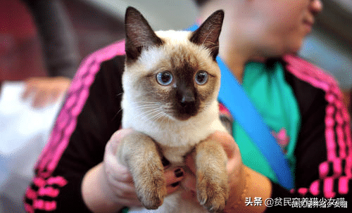 暹罗猫图片(暹罗猫多少钱一只)插图3